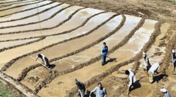 400 yıllık gelenek! Sabah 5’te kalkıyorlar, ne traktör var ne makine: ‘Dededen babadan kalma’