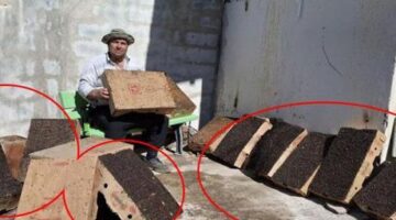 Adanalı mucit köy girişine yerleştirdi! ’15 dakikada 4 karton doldu’