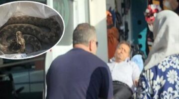 Ailesi ile pikniğe gitti dehşeti yaşadı! Engerek yılanı ayağını ısırdı