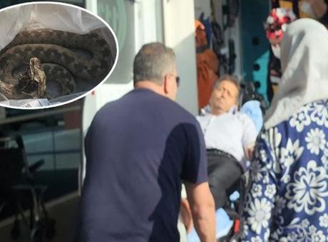 Ailesi ile pikniğe gitti dehşeti yaşadı! Engerek yılanı ayağını ısırdı