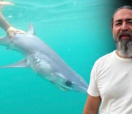 Akdeniz kıyılarında görülen köpek balıklarının sırrı! Açıklama geldi