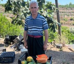 Alanya’da papaya hasadı başladı