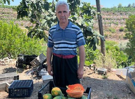 Alanya’da papaya hasadı başladı