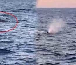 Amatör balıkçılar denizin ortasında şoke oldu! İlk defa görüldü: Tam 20 metrelik dev