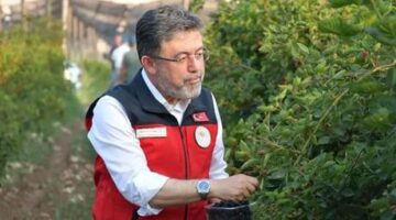 Bakan Yumaklı, Siirt’te böğürtlen hasadına katıldı: Buradaki büyük potansiyeli görüyorsunuz