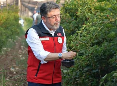 Bakan Yumaklı, Siirt’te böğürtlen hasadına katıldı: Buradaki büyük potansiyeli görüyorsunuz
