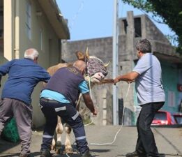 Bayram koşusu başladı: Kaçan kurbanlıklar sahiplerini peşinden koşturdu