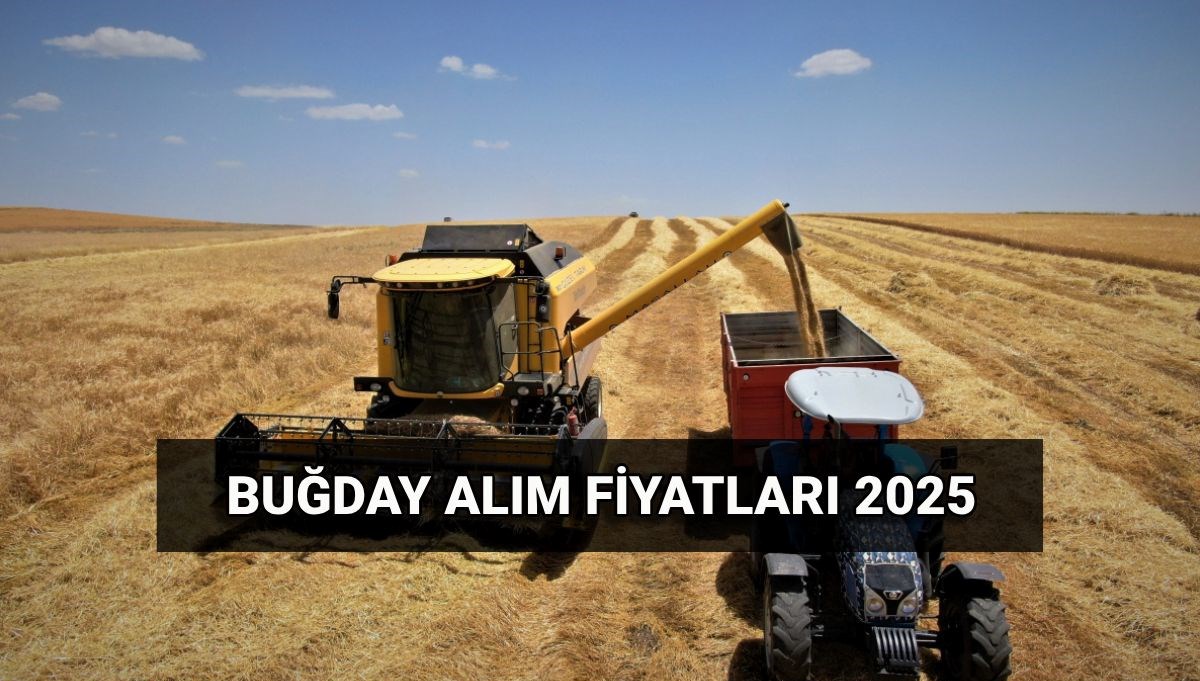 Buğday alım fiyatı 2025: TMO makarnalık ve ekmeklik buğday, arpa ne kadar oldu? Hububat alım ücretleri ne zaman yatacak?