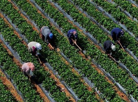 Çiftçilere 5,5 milyar lira destek ödemesi bugün yapılacak