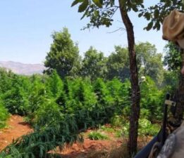 Diyarbakır’da 12 milyon 389 bin kök kenevir ve skunk ele geçirildi