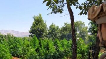 Diyarbakır’da 12 milyon 389 bin kök kenevir ve skunk ele geçirildi
