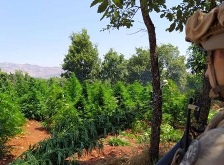 Diyarbakır’da 12 milyon 389 bin kök kenevir ve skunk ele geçirildi
