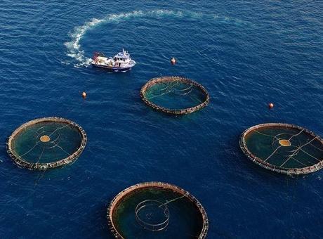 Doğu Karadeniz’in su ürünleri ihracatı 69,8 milyon doları aştı
