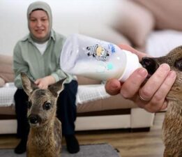 Elleriyle besliyor, çocuğu gibi bakıyor! ‘Anne sütü ısısına gelene kadar bekletiyorum’