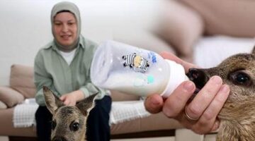 Elleriyle besliyor, çocuğu gibi bakıyor! ‘Anne sütü ısısına gelene kadar bekletiyorum’