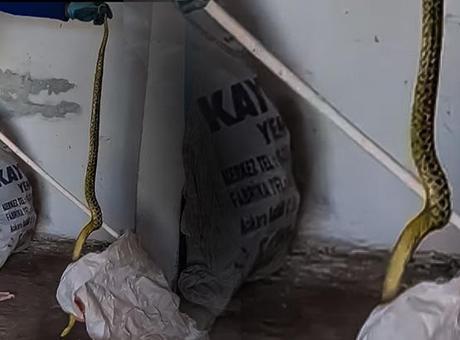 Evden çıkan dev yılan korkuttu