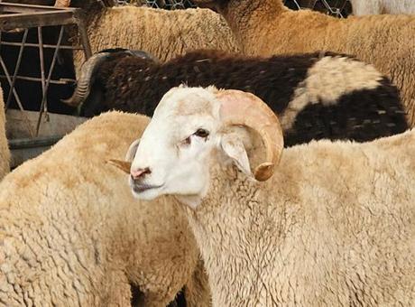 Fas yönetiminden, kurban kesimine ilişkin tüm faaliyetleri geçici olarak durdurma kararı