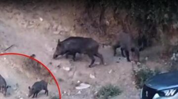 Hatay’da yaban domuzları yerleşim alanına indi! O anlar kameraya yansıdı