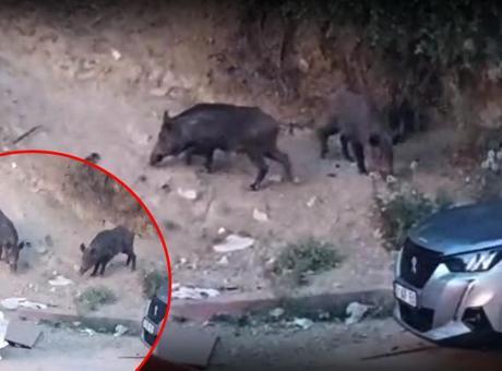 Hatay’da yaban domuzları yerleşim alanına indi! O anlar kameraya yansıdı