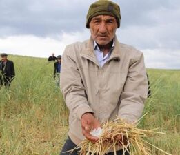 Haziran ayında dolu yağdı ekinler zarar gördü