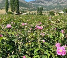 Isparta’nın yaylalarında gül hasadı sürüyor