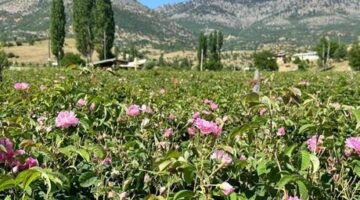 Isparta’nın yaylalarında gül hasadı sürüyor