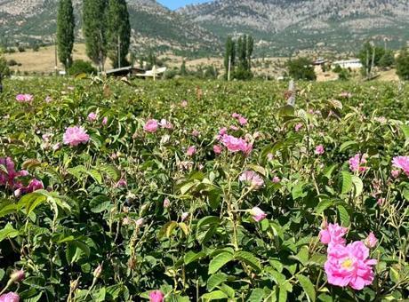 Isparta’nın yaylalarında gül hasadı sürüyor