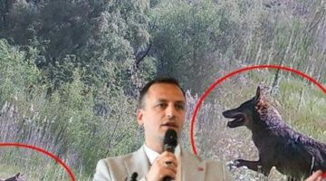 İzmir’in dağlarında görüntülendi, heyecan yarattı: Geri dönüşleri büyük bir doğa müjdesi