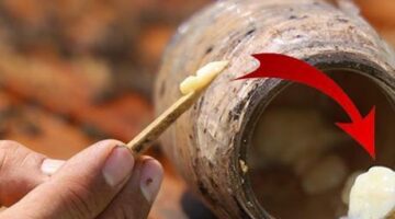 ‘Kanserin şifası’ diye biliniyor! Kilosu 45 bin lira