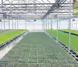 Karadeniz’de iki dev serada üretim başladı