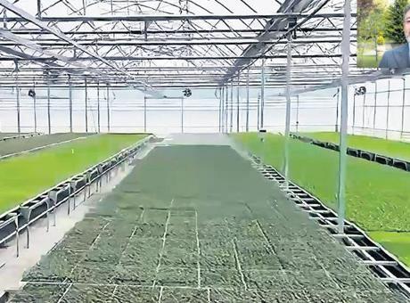 Karadeniz’de iki dev serada üretim başladı