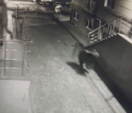 Kars’ta siteye giren ayı korkuttu