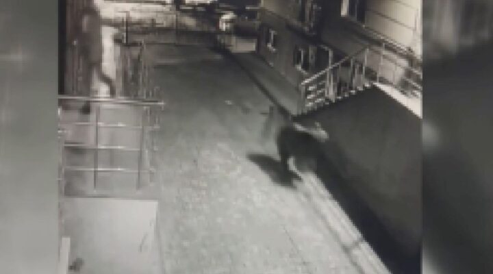 Kars’ta siteye giren ayı korkuttu