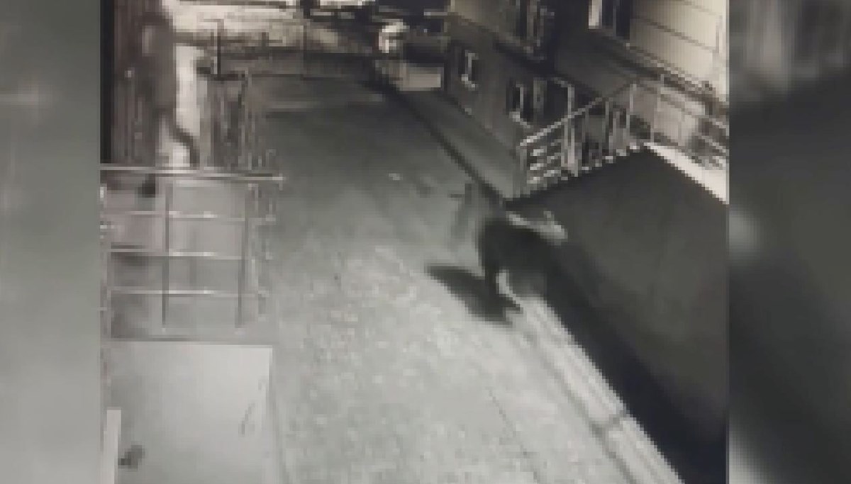 Kars’ta siteye giren ayı korkuttu