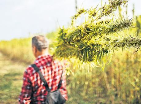 Kenevir rotayı ilaca çevirdi