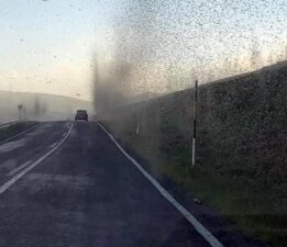 Kentte bir anda ortaya çıkan sinekler hortum oluşturdu