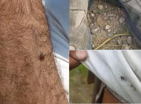 Kentte ürperten görüntü! Keneler adeta kovaladı: Radarına girince kaçamıyorsun