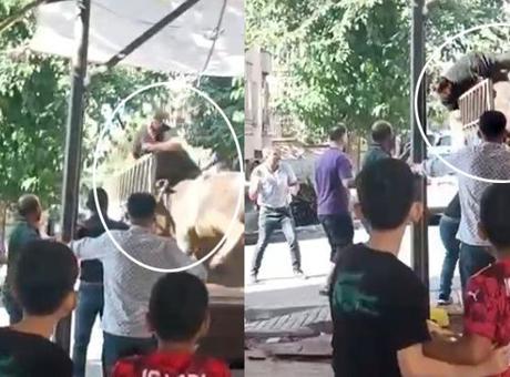 Kızgın boğa kasaba dehşeti yaşattı!