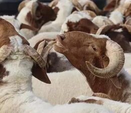 Konya’da kayıp kurbanlığını ararken canından oldu
