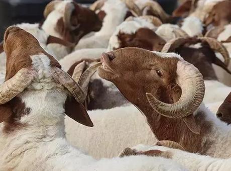 Konya’da kayıp kurbanlığını ararken canından oldu