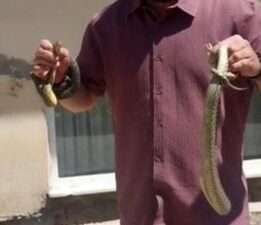 Köyün cesur kahramanı! Adı ’yılan avcısı’ oldu