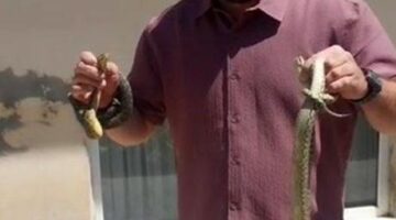 Köyün cesur kahramanı! Adı ’yılan avcısı’ oldu