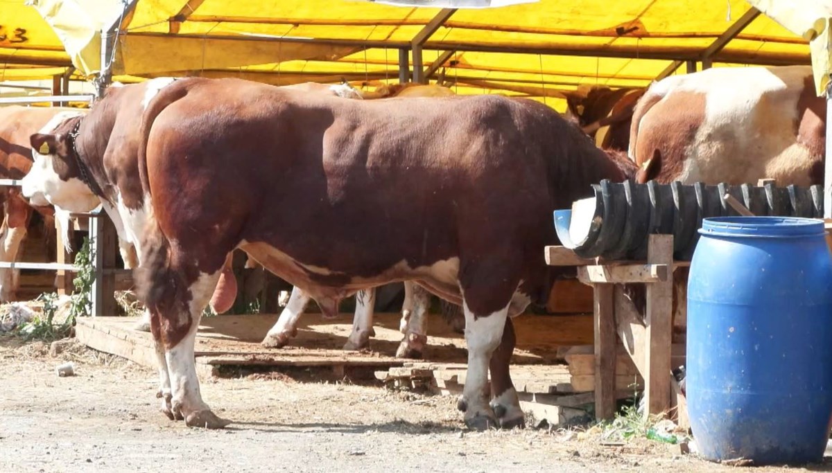 Kurban pazarlarında hareketlilik