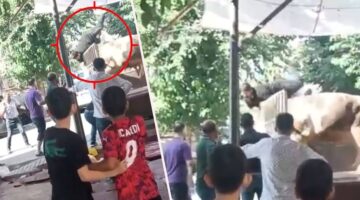 Kurbanlık boğa kasaba hayatının şokunu yaşattı