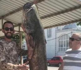 Meriç Nehri’nde 80 kilogramlık yayın balığı yakalandı Meriç Nehri’nde yakalanan dev! Kem