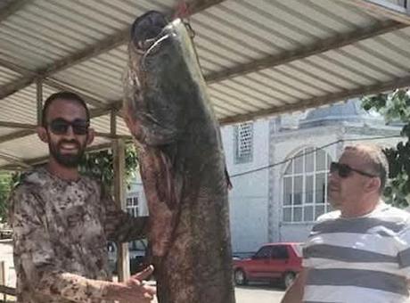 Meriç Nehri’nde 80 kilogramlık yayın balığı yakalandı Meriç Nehri’nde yakalanan dev! Kem