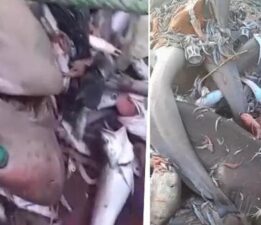 Mersin’de balıkçıların ağına takıldı: Bunlar adamı yer