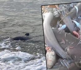 Mersin’de köpek balığı tedirginliği! Valilikten açıklama geldi