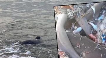 Mersin’de köpek balığı tedirginliği! Valilikten açıklama geldi