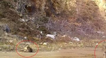 Nesli tehlike altında! Fotokapana yakalandı: Şimdi keyif zamanı